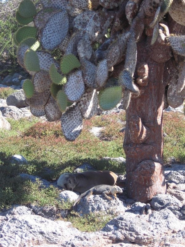 iguana sea lion cactus shade pinniped